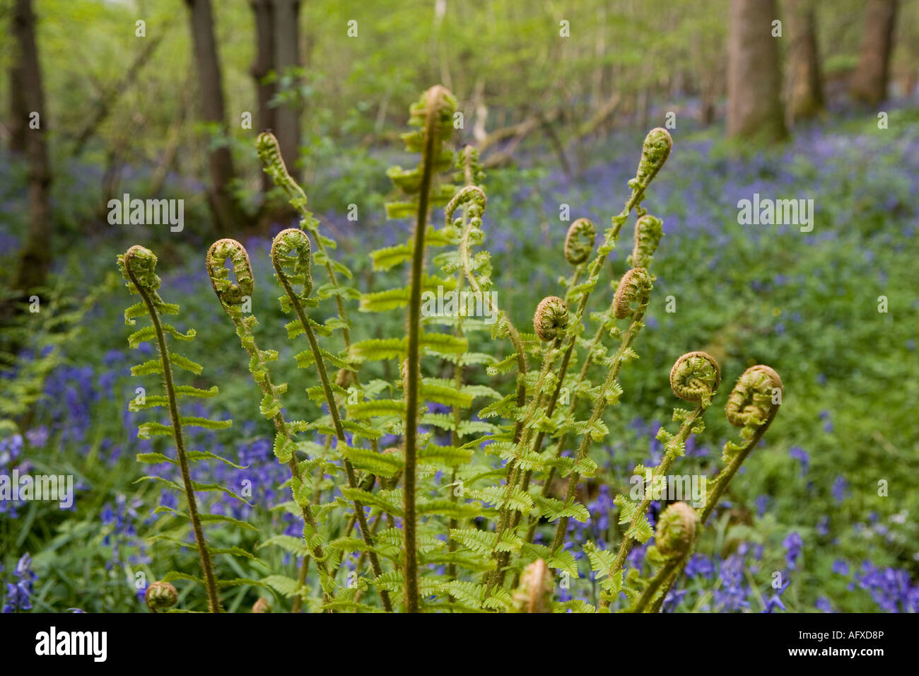Ferns shot against a backdrop of bluebells Stock Photo