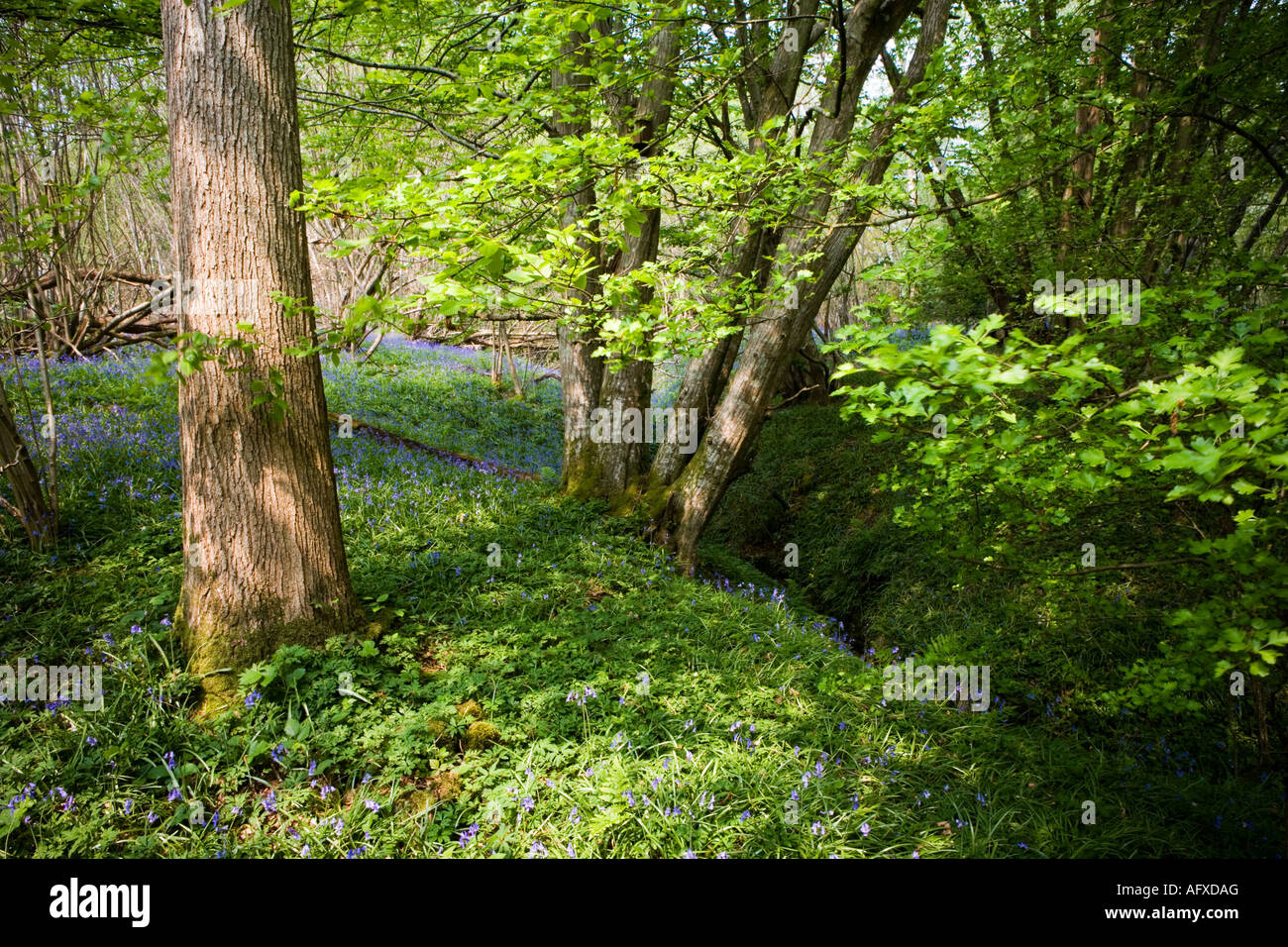 English woodland in Spring Stock Photo