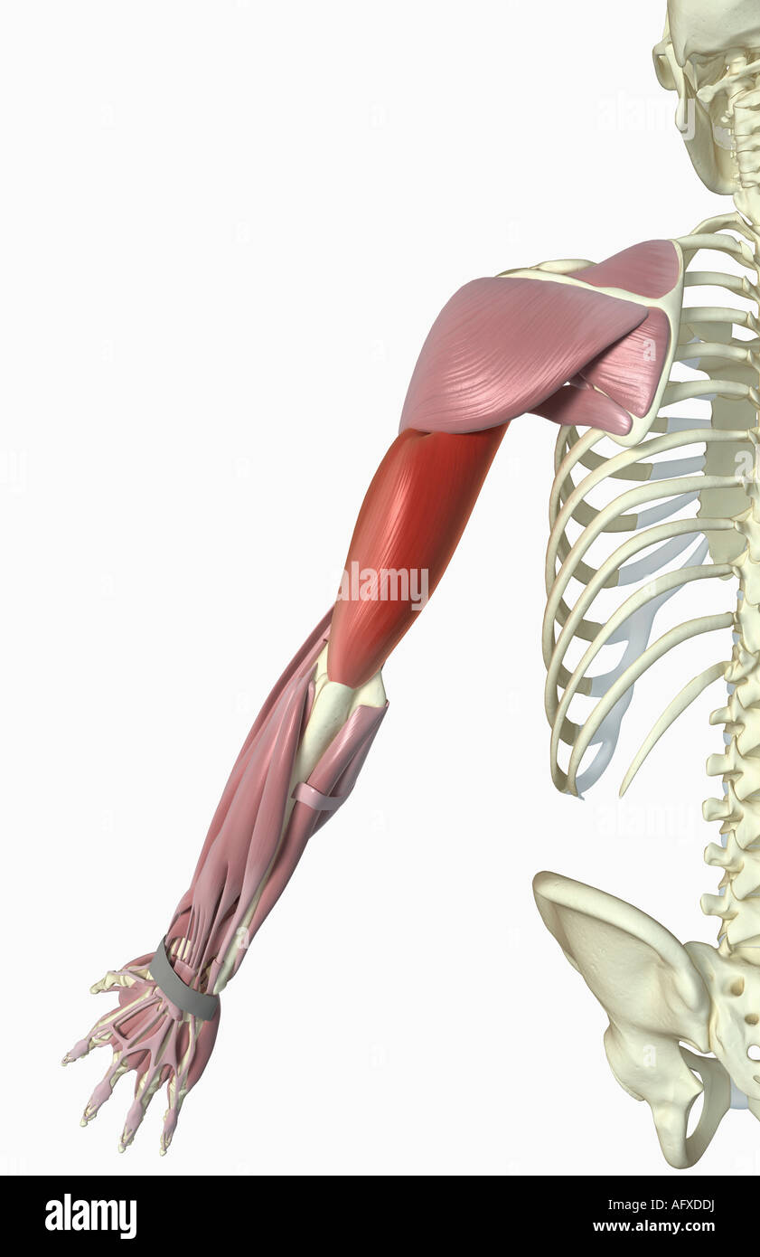 Triceps brachii hi-res stock photography and images - Alamy