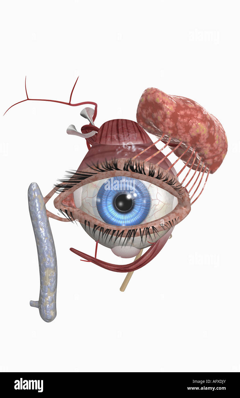 The lacrimal apparatus Stock Photo Alamy