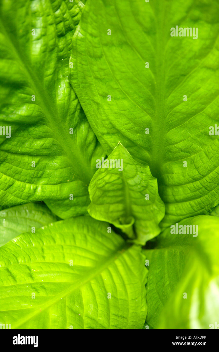 Close Up, Skunk Cabbage Foliage, Fairhaven Woodland and Water Garden, Norfolk, UK Stock Photo