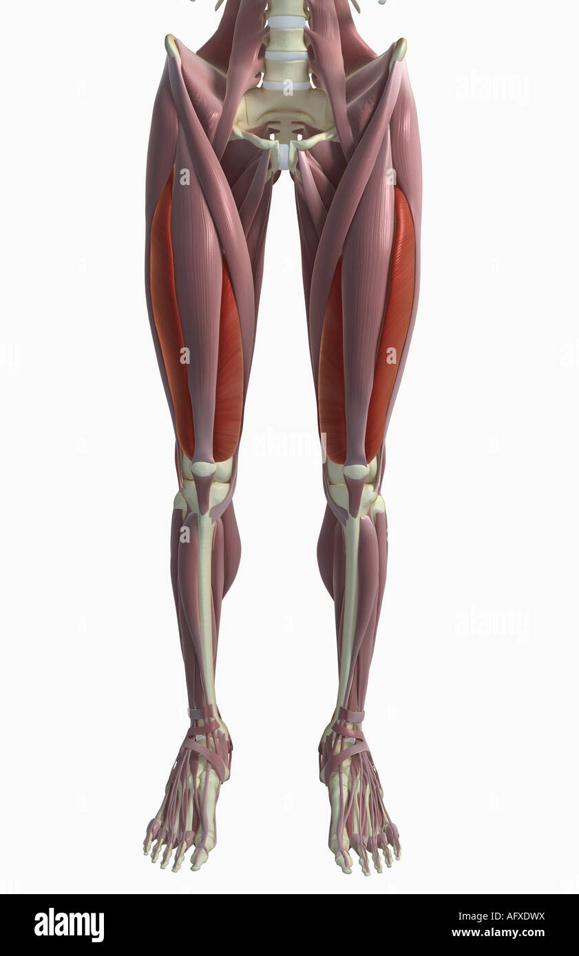 The muscles of the thigh Stock Photo