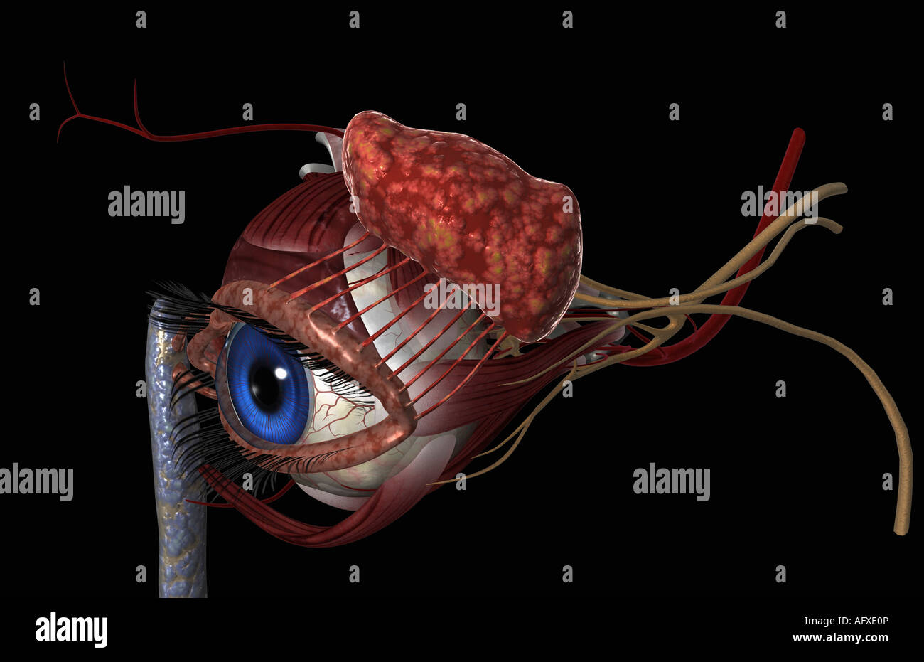 Lacrimal apparatus hires stock photography and images Alamy