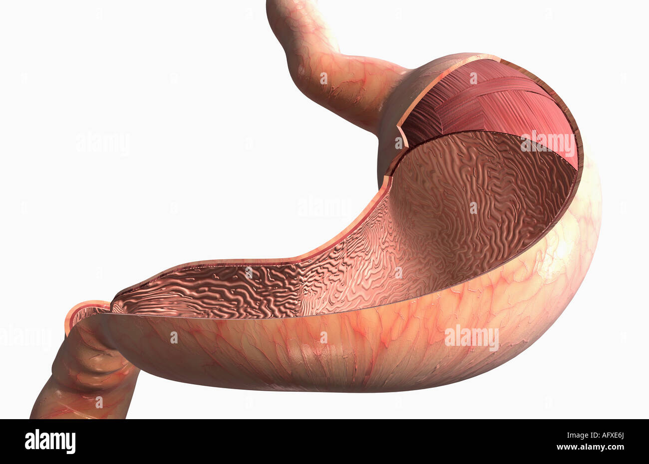 The stomach wall Stock Photo Alamy