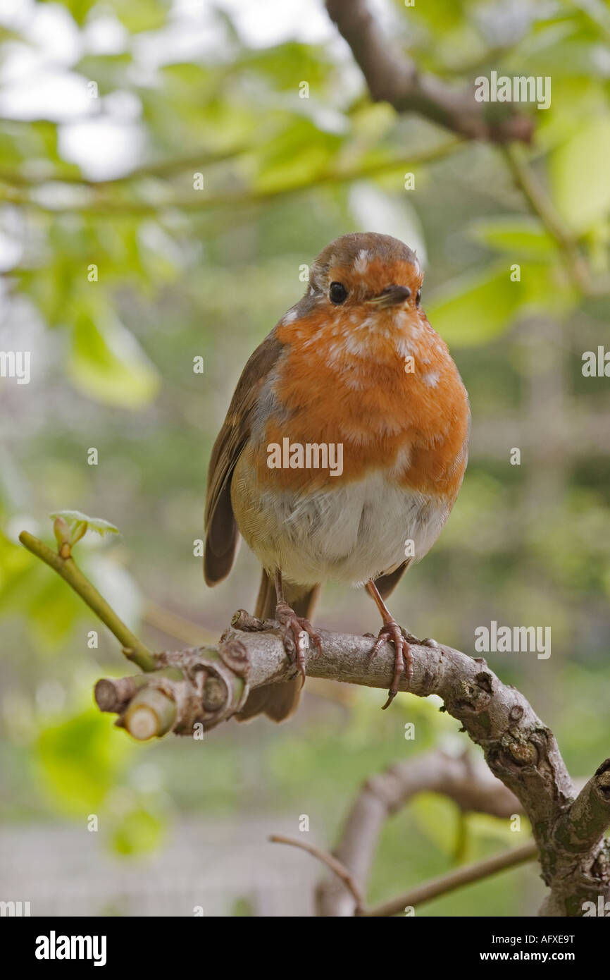 ROBIN ON A PLEACHED LIME TREE BRANCH Stock Photo