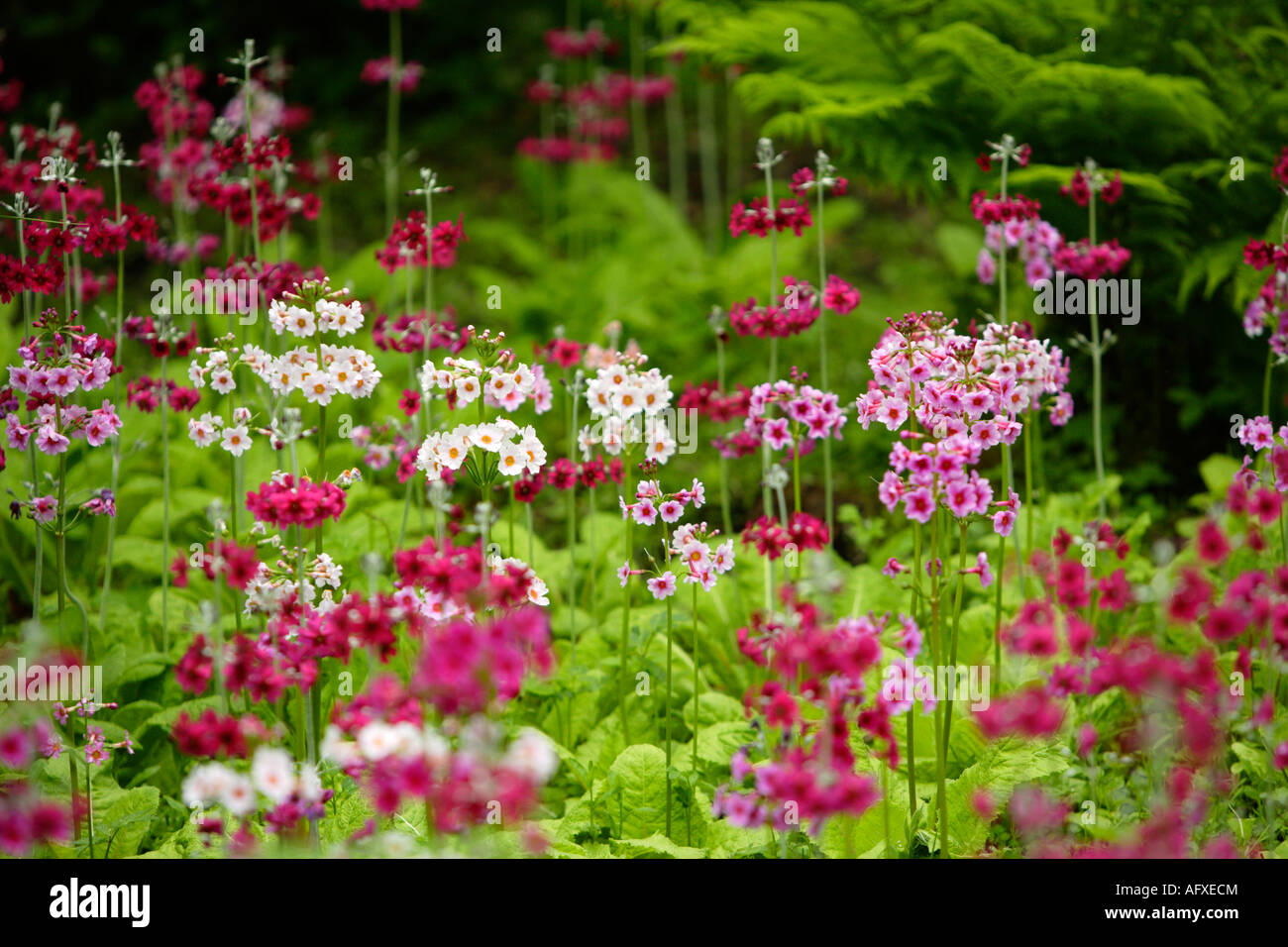 Candelabra Primula Flowers, Fairhaven Woodland and Water Garden, Norfolk, UK Stock Photo