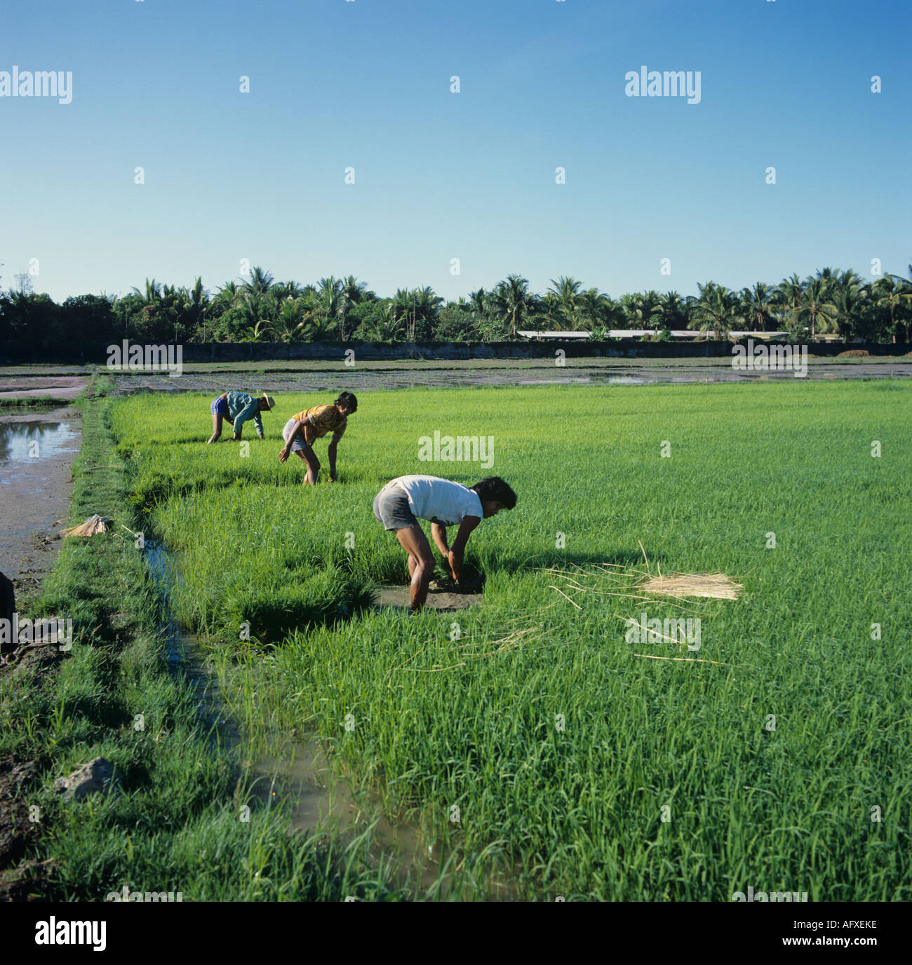 Paddy bunches hi-res stock photography and images - Alamy