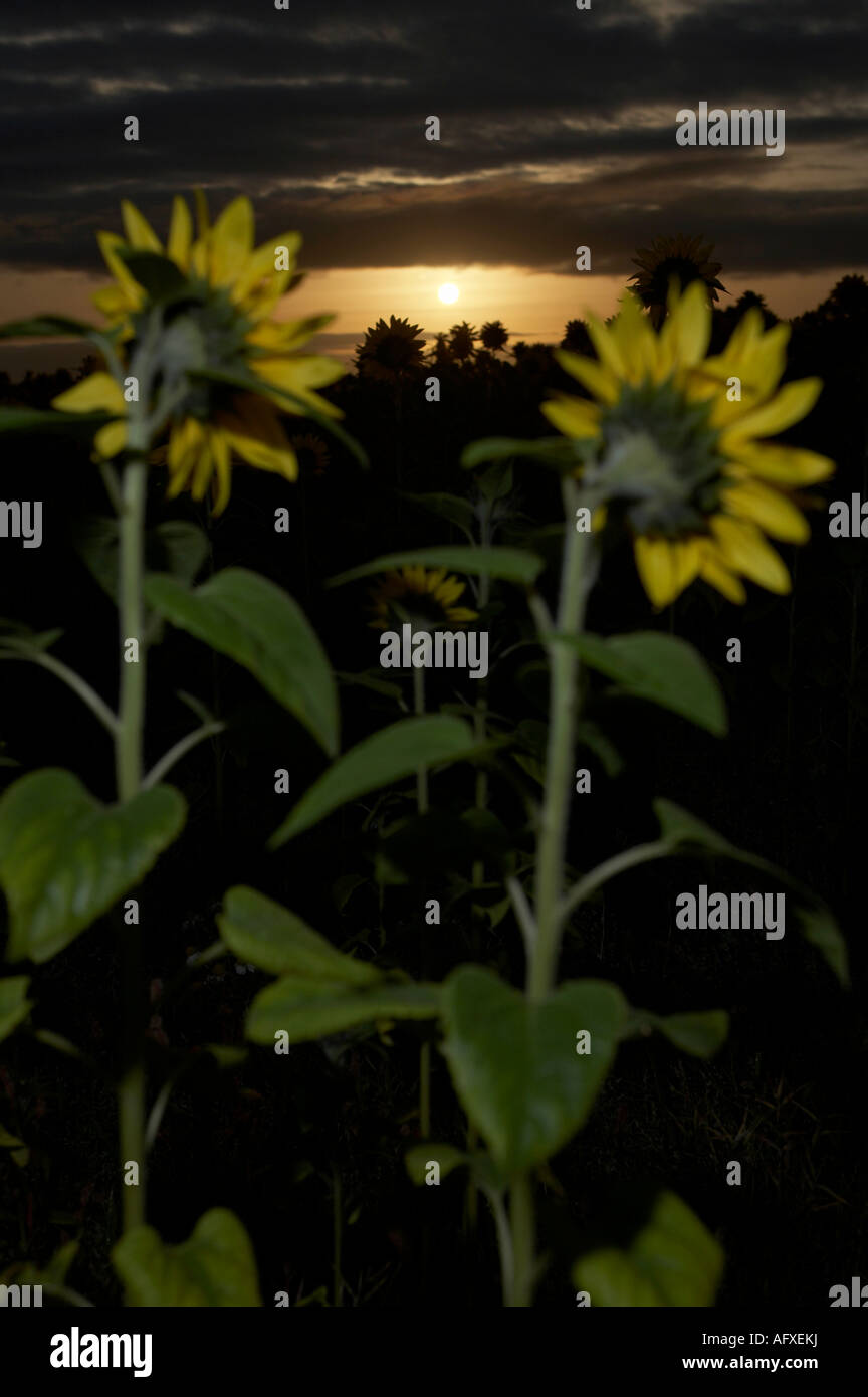 sun rising in the eastern skyline above field of sunflowers helianthus annuus at daybreak Stock Photo