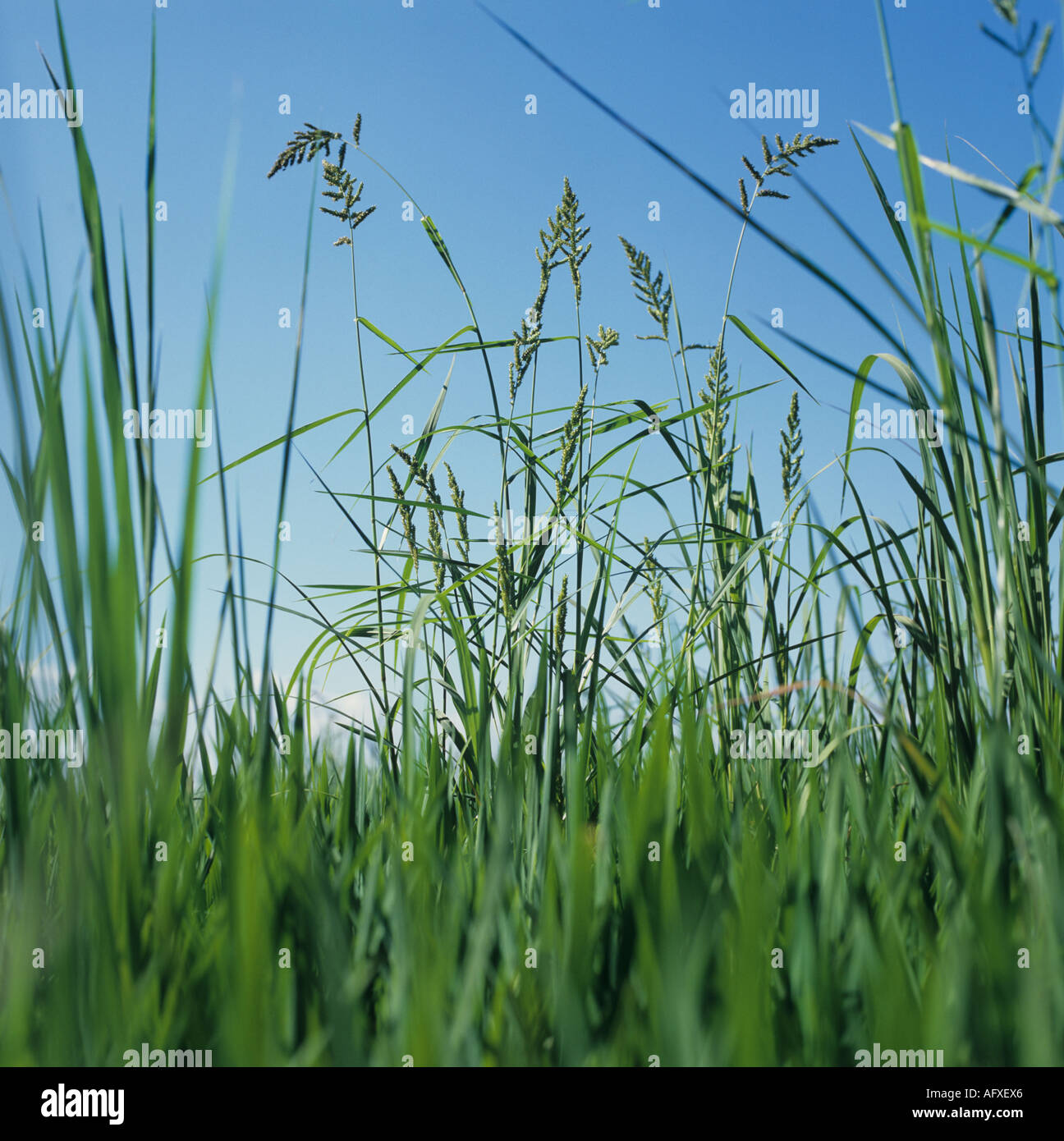 From rice crop looking up to barnyard grass Echinocloa crus galli flowering Stock Photo