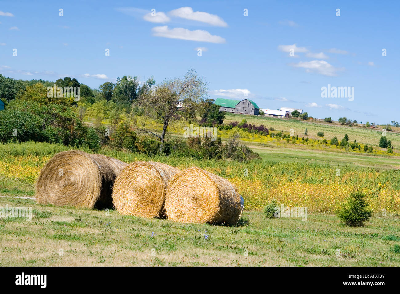 farm view, canada Stock Photo
