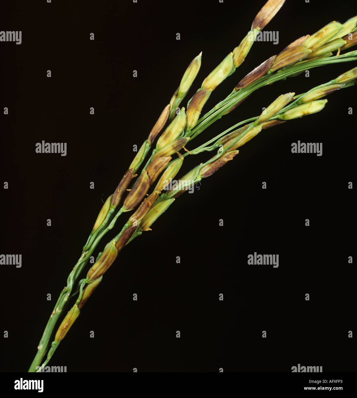 Dirty ear a complex of diseases on a rice ear and grains Stock Photo