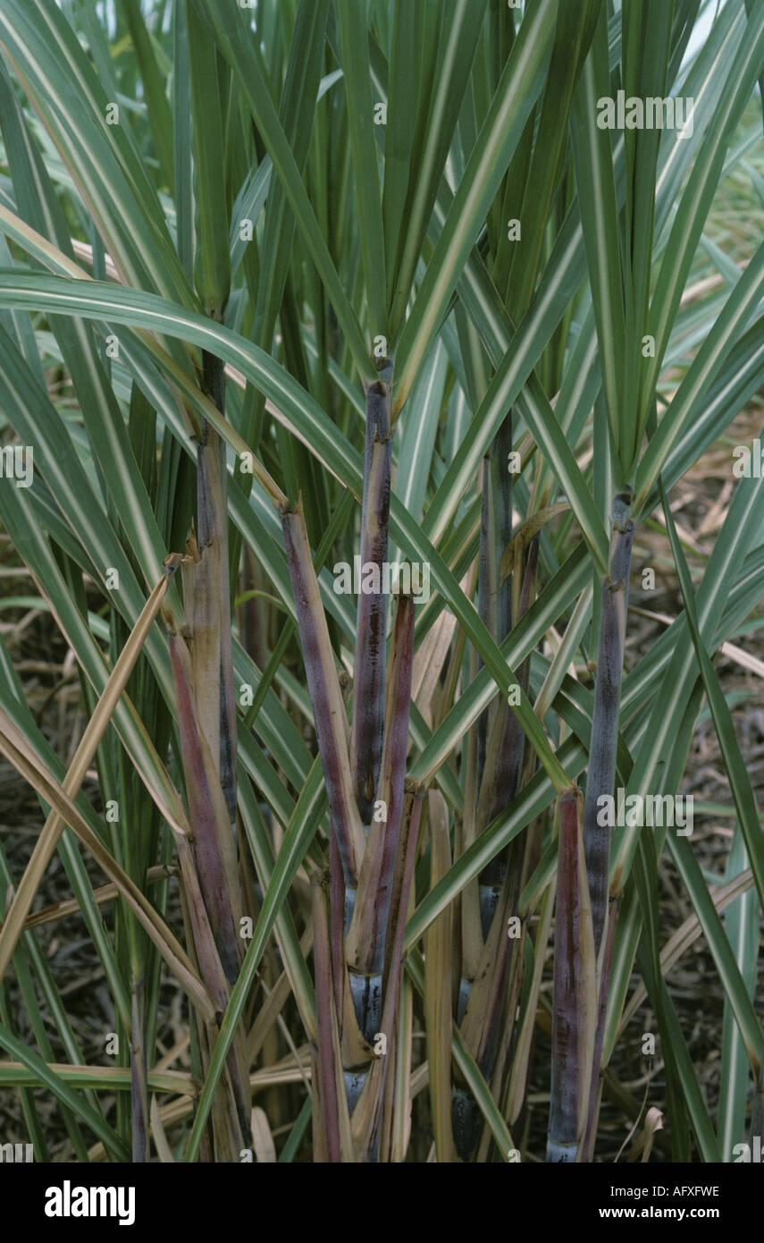 Close up of sugarcane canes and leaves Thailand Stock Photo