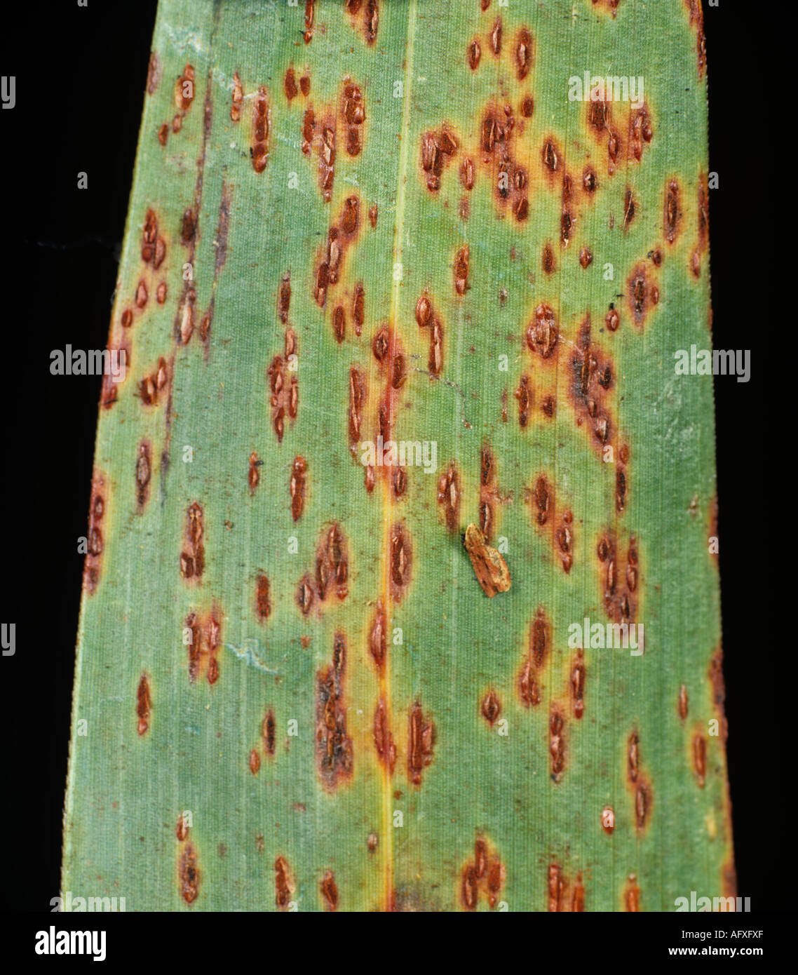 Sorgum rust Puccinia sorghi pustules on sorghum leaf Colombia Stock Photo
