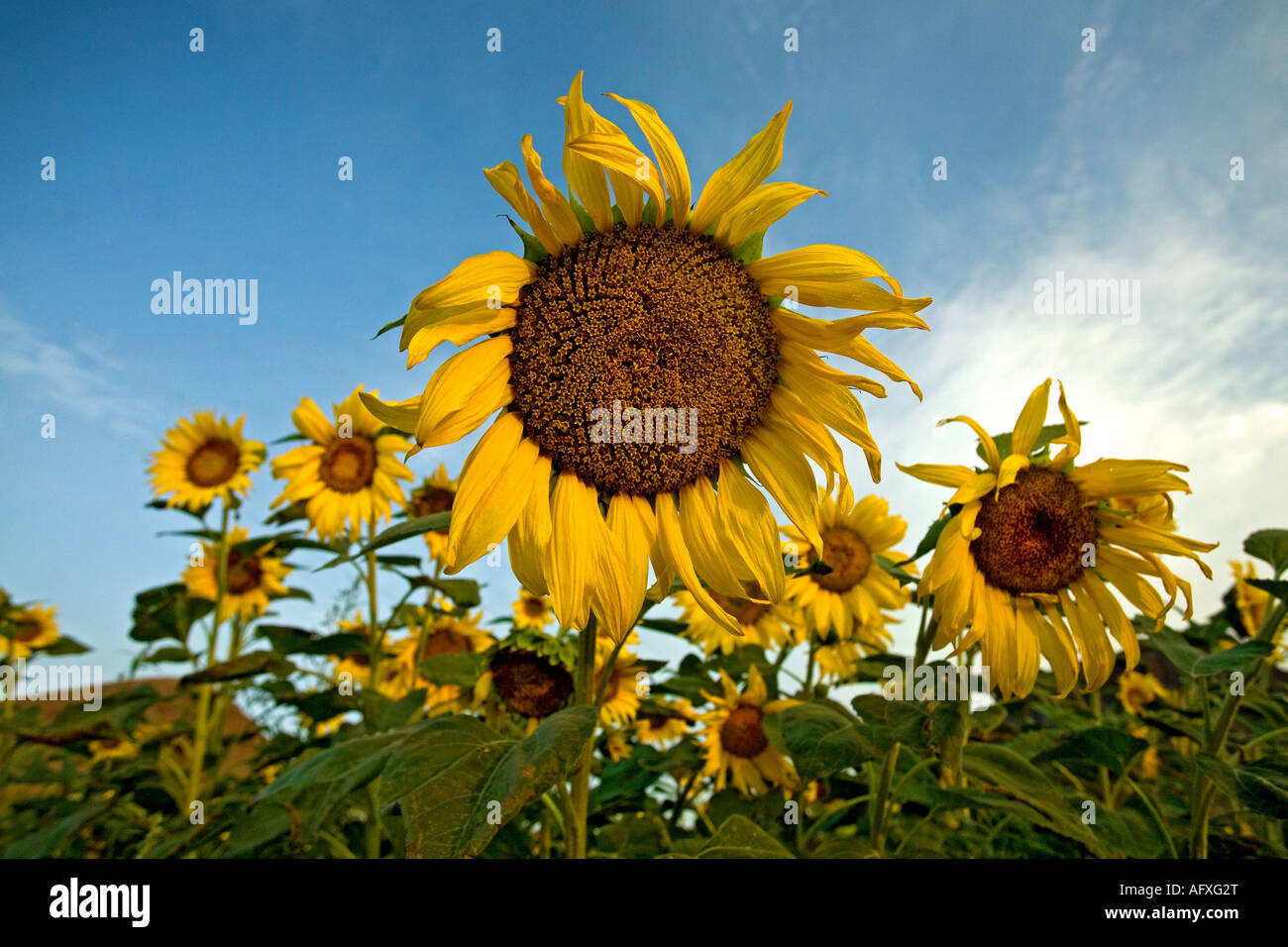 Bright sunflowers in a field with blue sky Stock Photo - Alamy