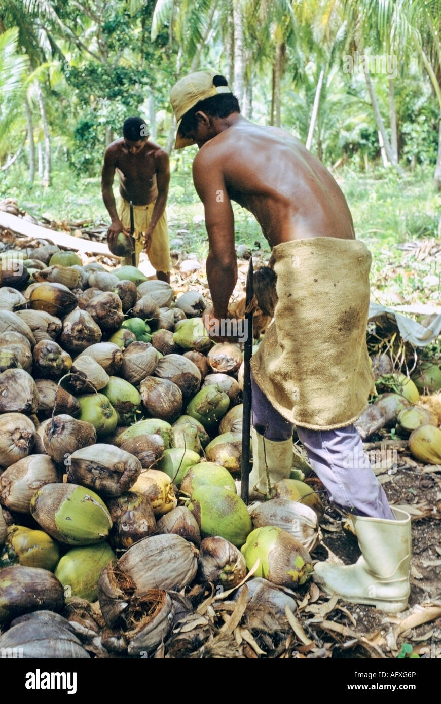 Cocoteros or coconut workers remove the husks from coconuts on a