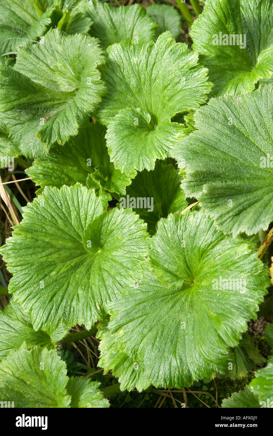 The mega herb, Macquarie Island Cabbage, an Antarctic herbaceous plant ...