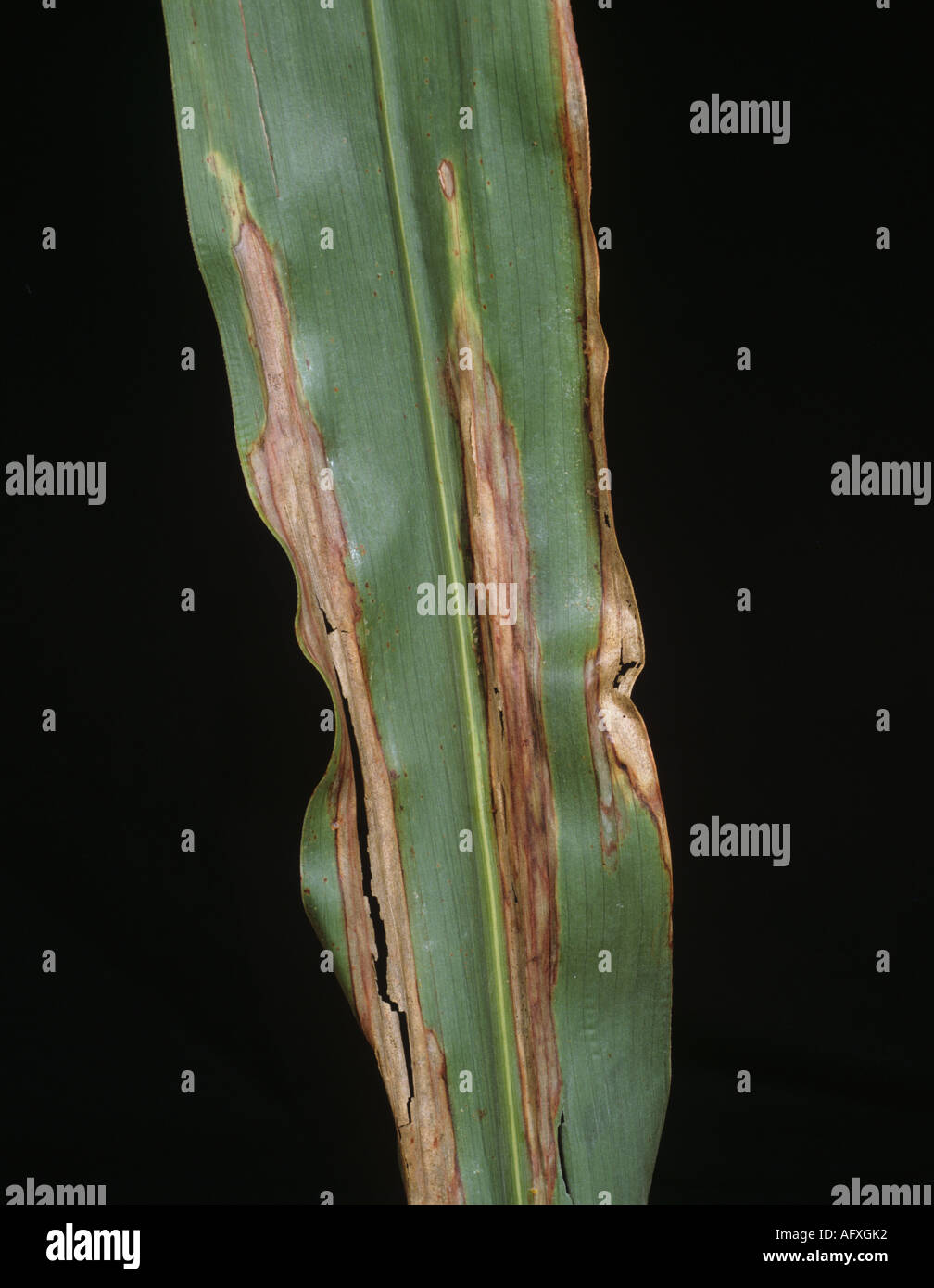 Northern leaf blight (Setosphaeria turcica) lesion on crop sorghum leaf Stock Photo