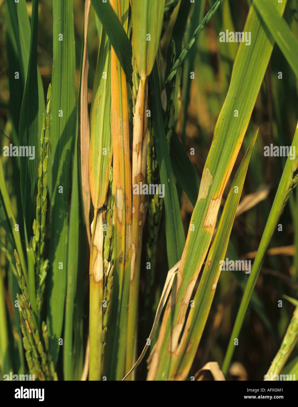 Sheath blight Rhizoctonia solani bleached white lesions on mature rice plant Stock Photo