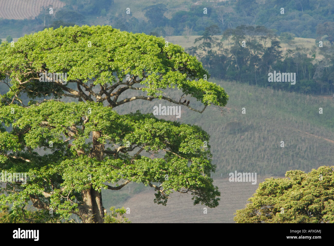 Large floss-silk tree in Brazil Stock Photo