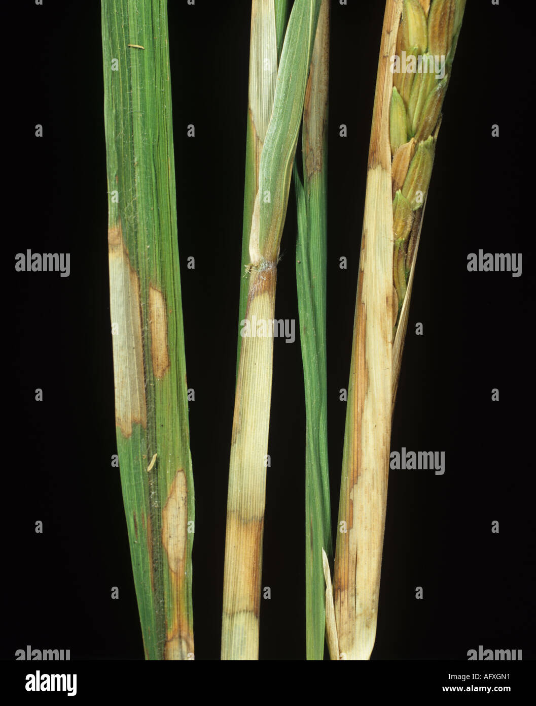 Sheath blight Rhizoctonia solani bleached white lesions on mature rice plant Stock Photo
