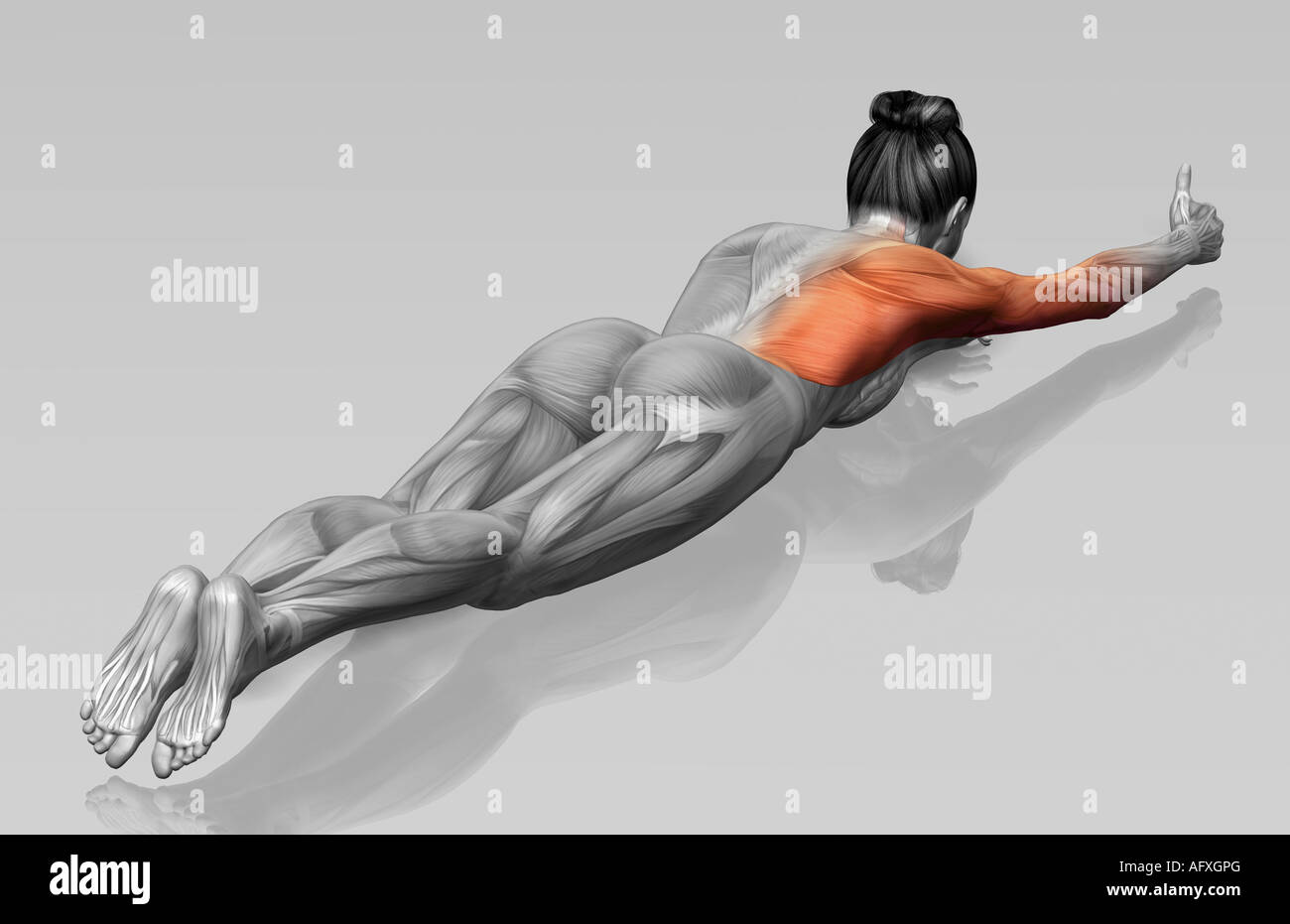 Extensor carpi ulnaris muscle hires stock photography and images Alamy