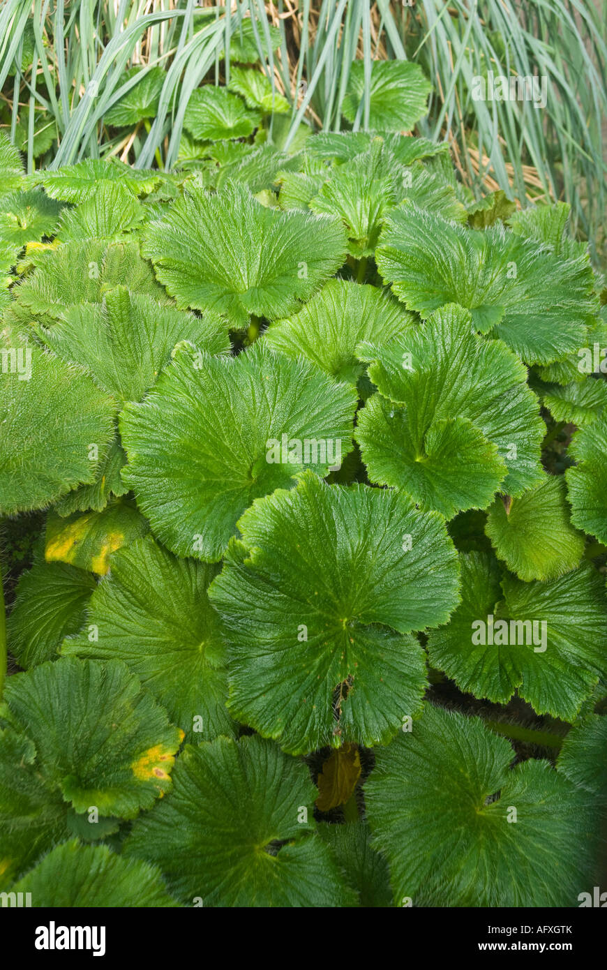 Macquarie island cabbage plant hi-res stock photography and images - Alamy