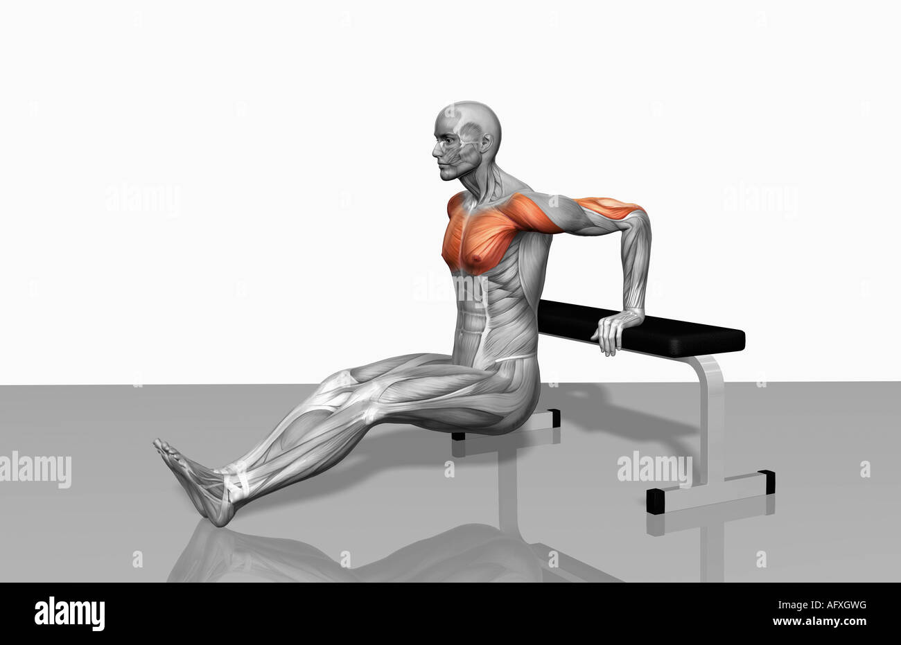 Bench dips (Part 1 of 2 Stock Photo Alamy