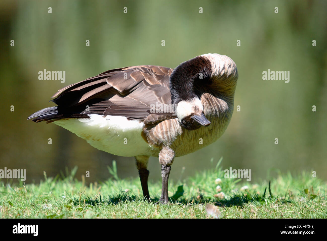 Canadian goose rubbing head on a sunny day Stock Photo