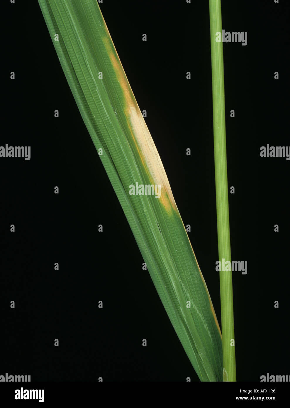 Bacterial blight Xanthomonas oryzae lesion on rice leaf Stock Photo