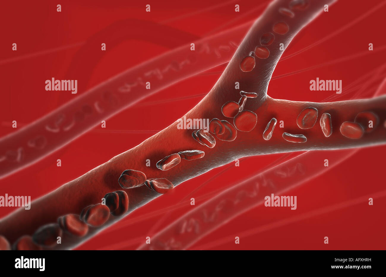 Capillary blood vessels Stock Photo - Alamy