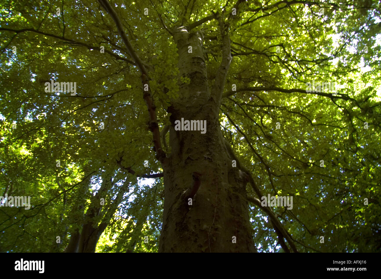 Towering beech tree in Undercliff national nature reserve Devon Stock Photo