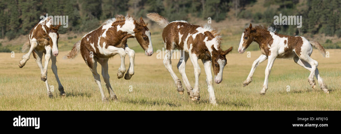 Sequence composite image of 2 week old Gypsy Vanner Horse foal bucking and jumping Stock Photo