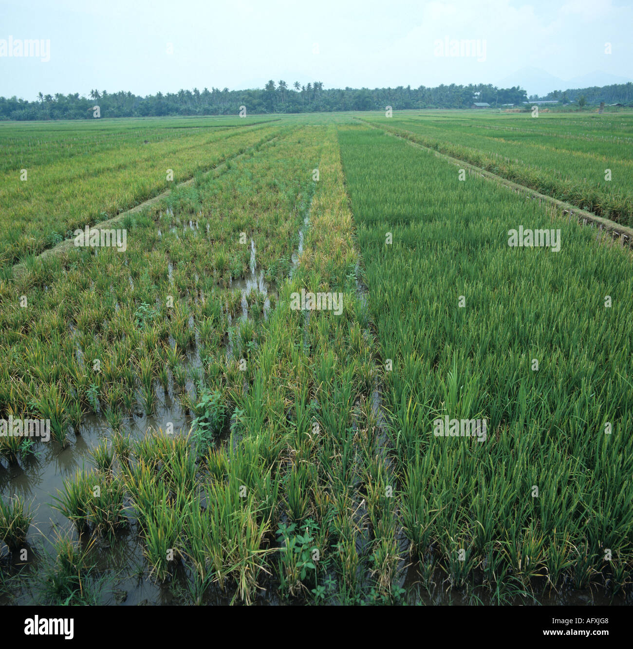 Tungro virus on rice comparison of two varieties one susceptible the other resistant Stock Photo