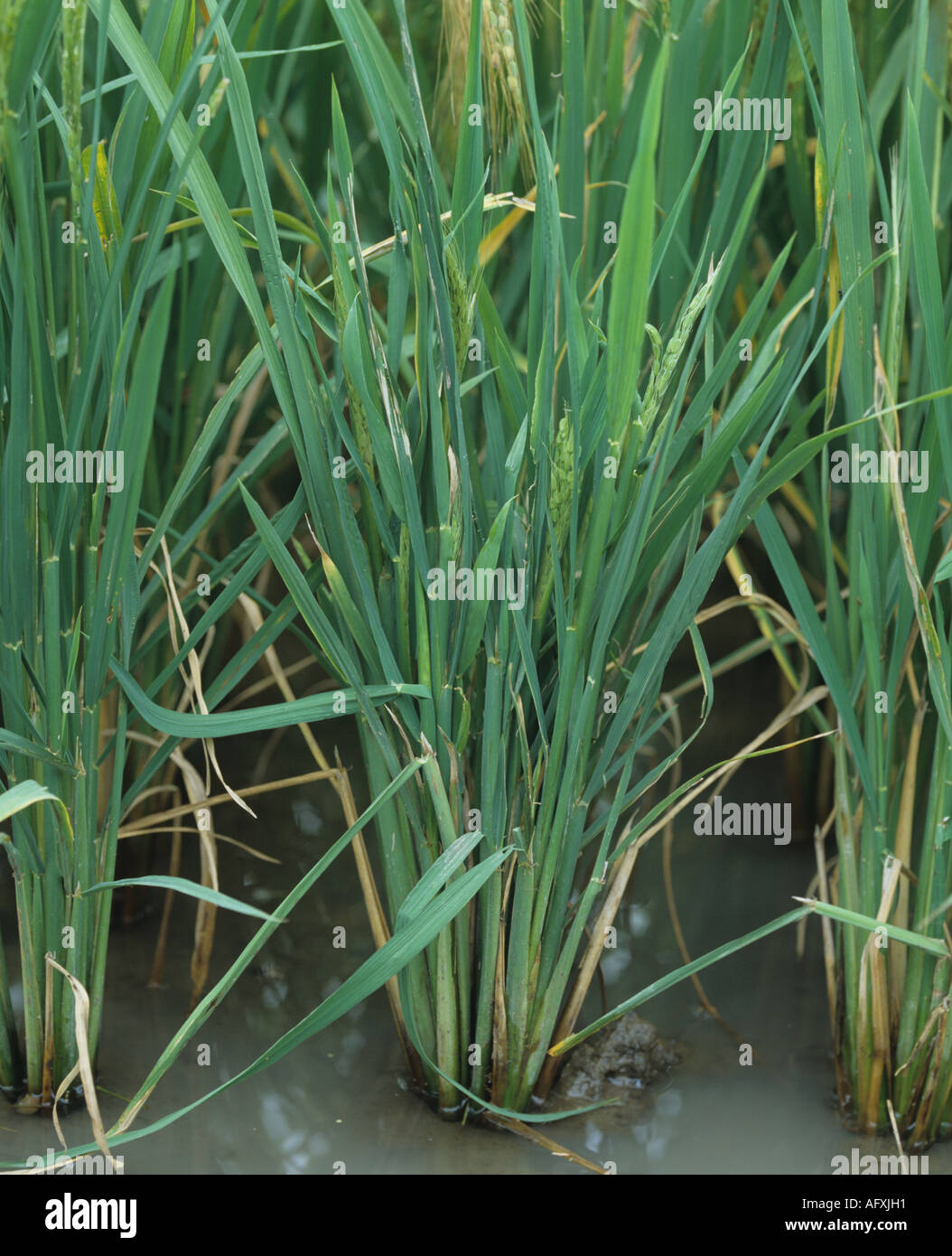 Ragged stunt virus infection on paddy rice plant Luzon Philippines Stock Photo