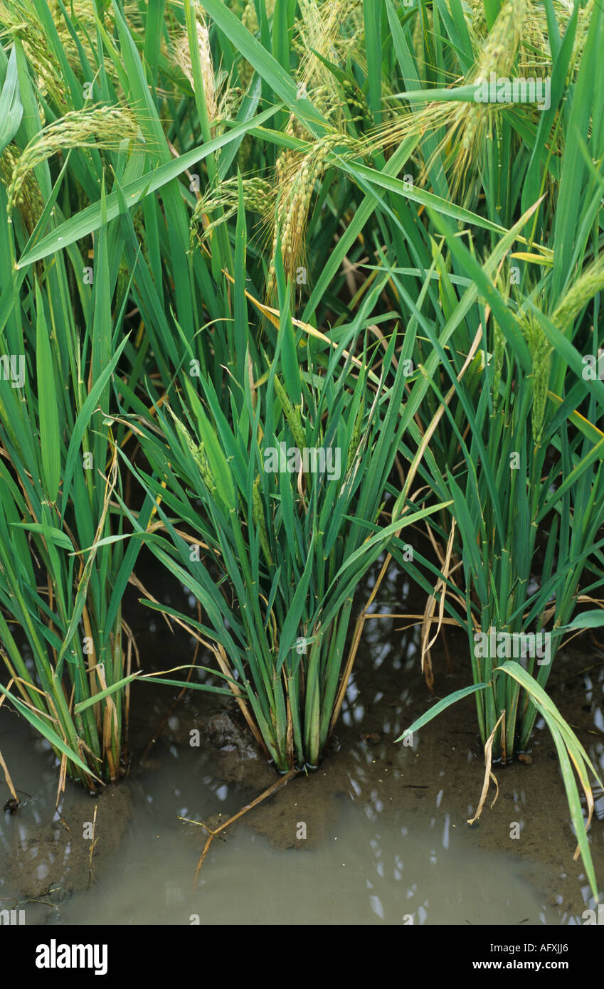 Ragged stunt virus severely infected paddy rice plant Philippines Stock Photo