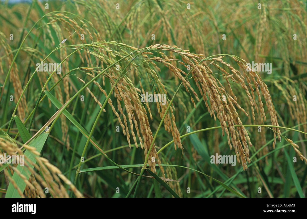 Ripening ears of paddy rice Luzon Philippines Stock Photo