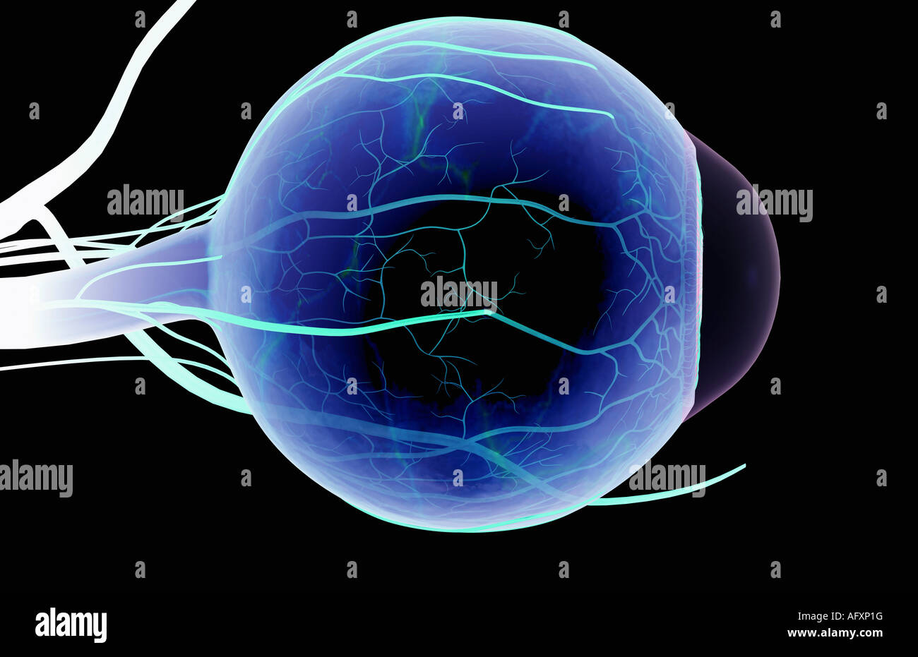 Ophthalmic artery hires stock photography and images Alamy
