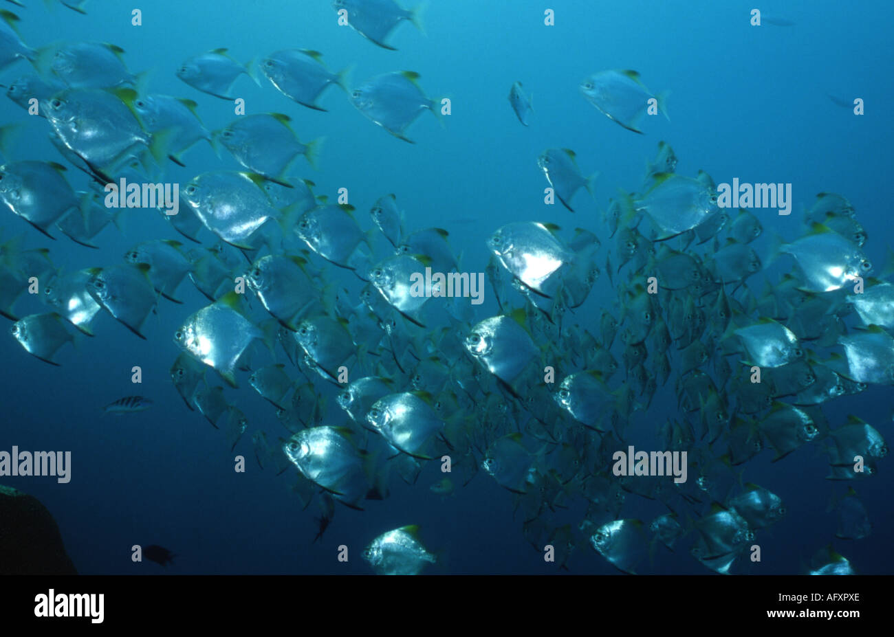 Diamondfish / Silver Batfish (Monodactylus argenteus) schooling in large numbers. Stock Photo