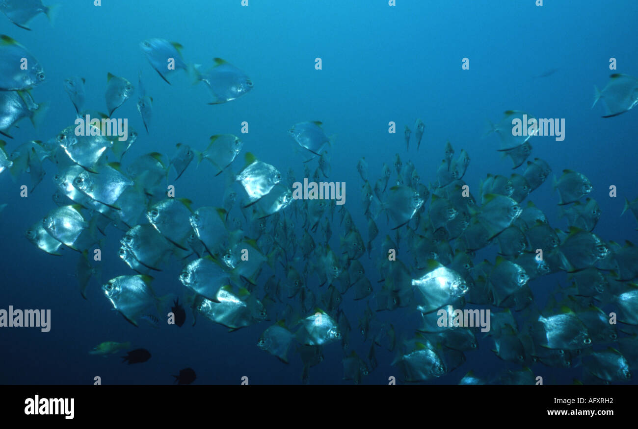 Diamondfish / Silver Batfish (Monodactylus argenteus) schooling in large numbers Stock Photo