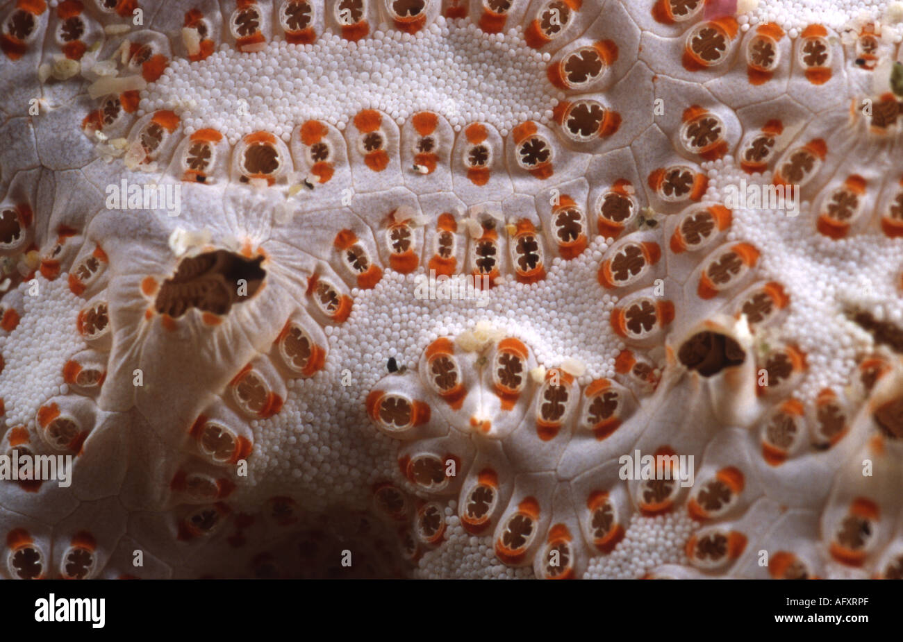 An abstract shot of a colony of Tunicates (Botryllus sp.). Stock Photo