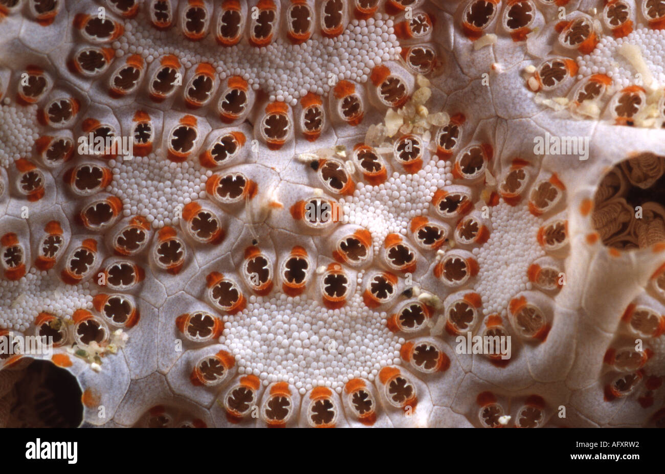 An abstract shot of a colony of Tunicates (Botryllus sp.). Stock Photo