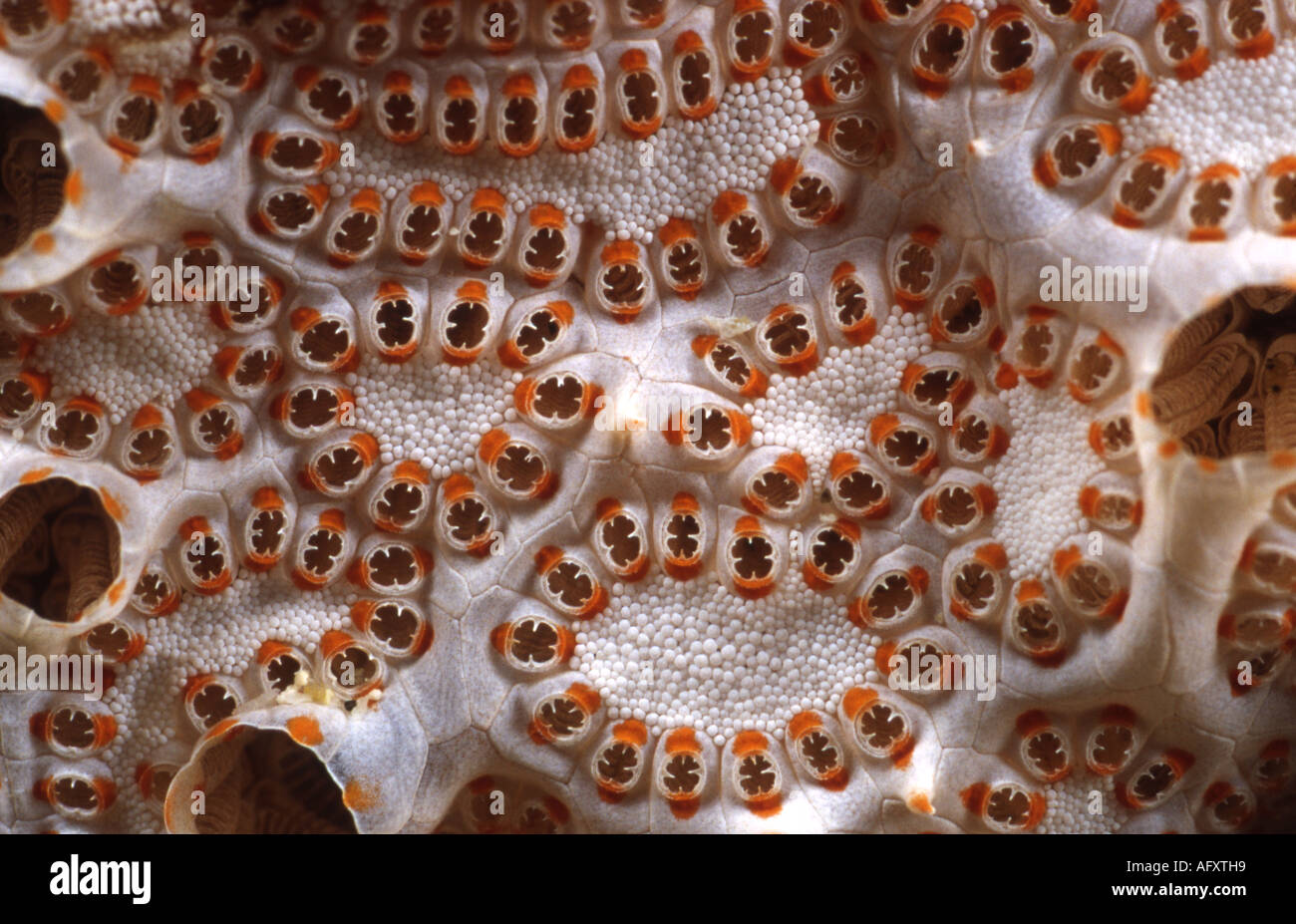 An abstract shot of a colony of Tunicates (Botryllus sp.). Stock Photo
