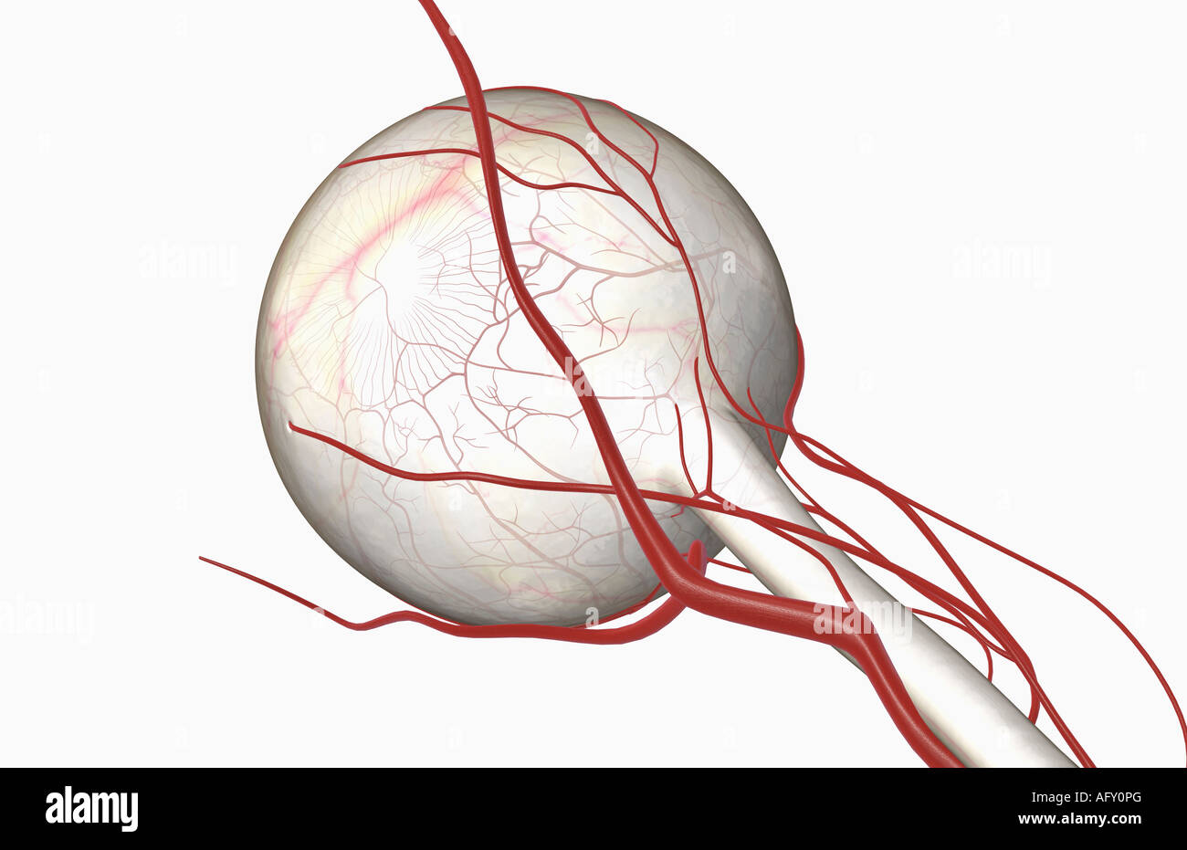 Ophthalmic Artery High Resolution Stock Photography and Images Alamy
