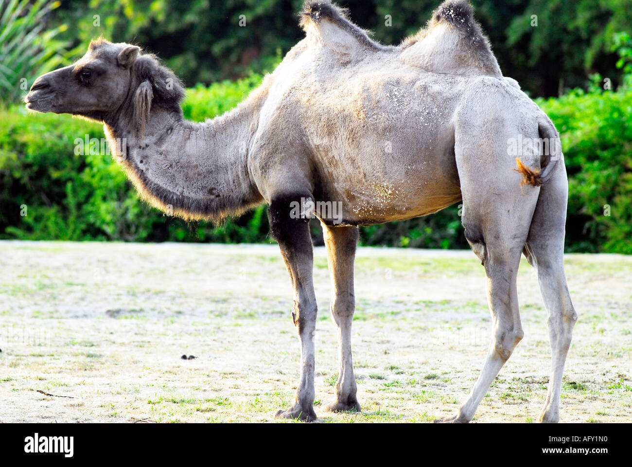 Camel with humps hi-res stock photography and images - Alamy
