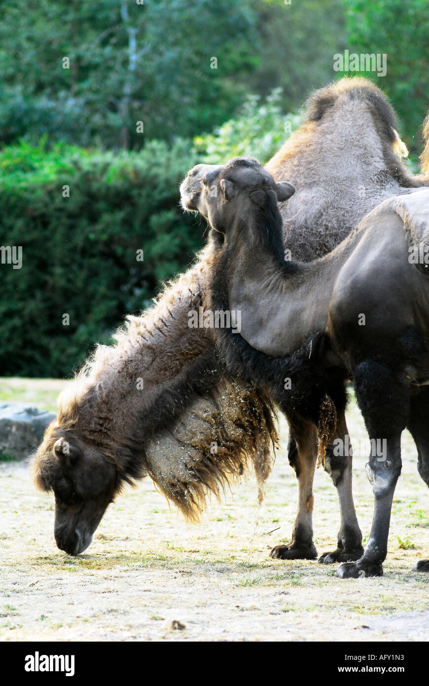 Two humped Bactrian camels Stock Photo - Alamy