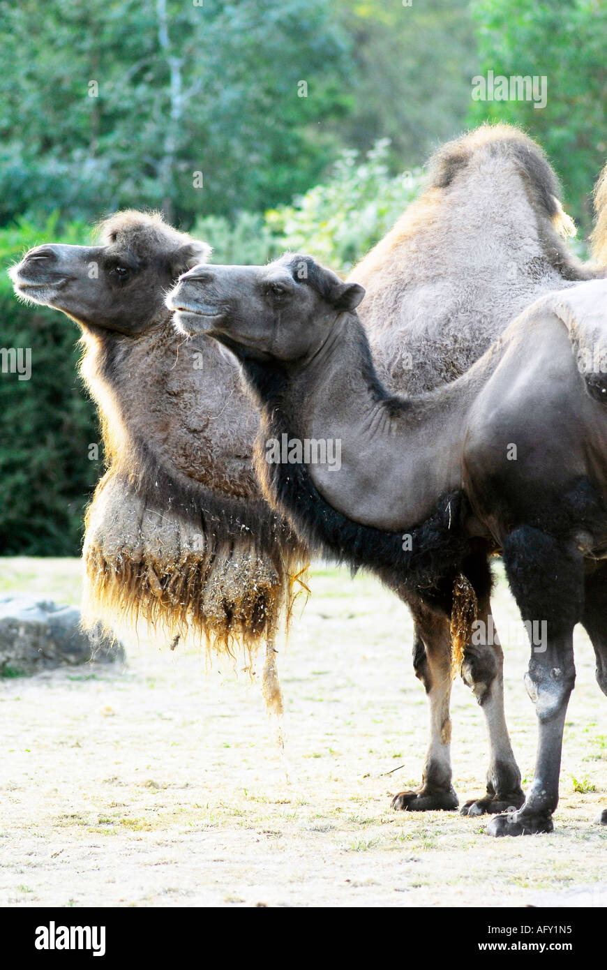 Two Humped Bactrian Camels Stock Photo Alamy Two Humped Bactrian Camels Stock Photo Alamy