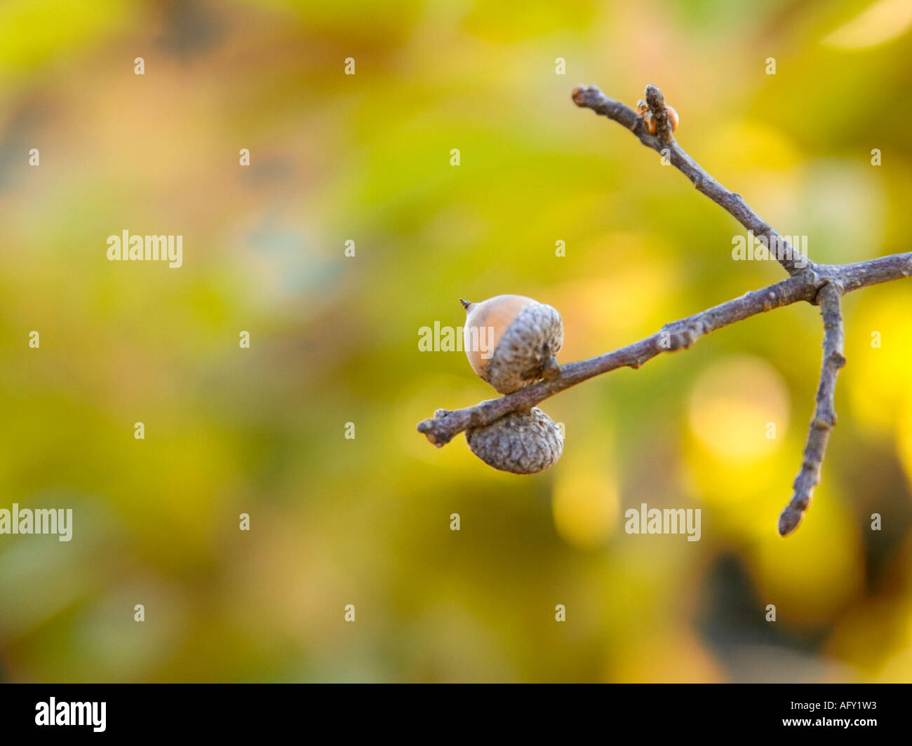 water oak acorn Quercus nigra Fagaceae family Stock Photo Alamy
