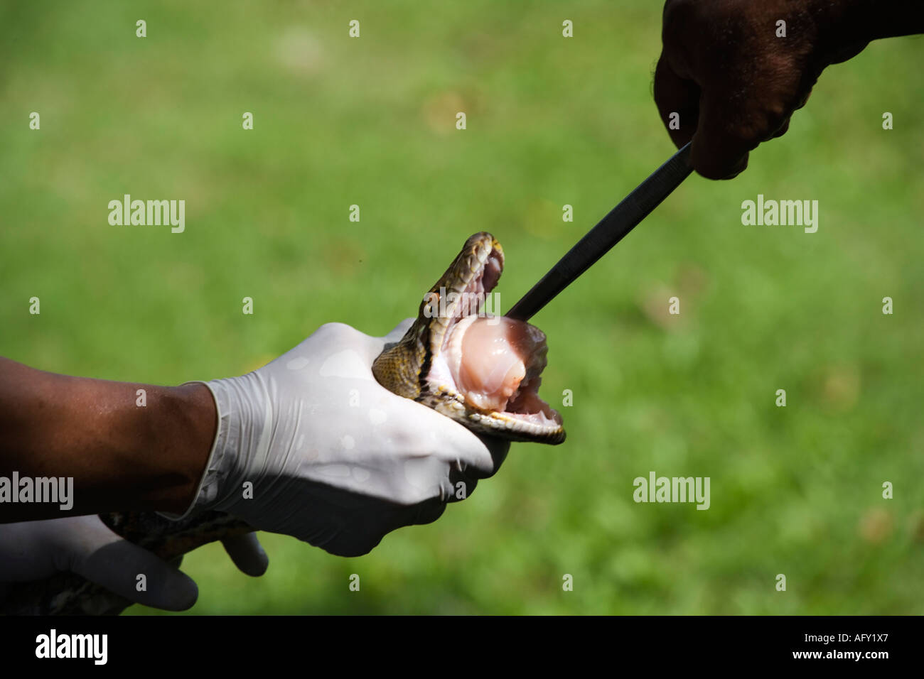Handlers feeding python snake at Red Cross Society snake farm, Bangkok ...