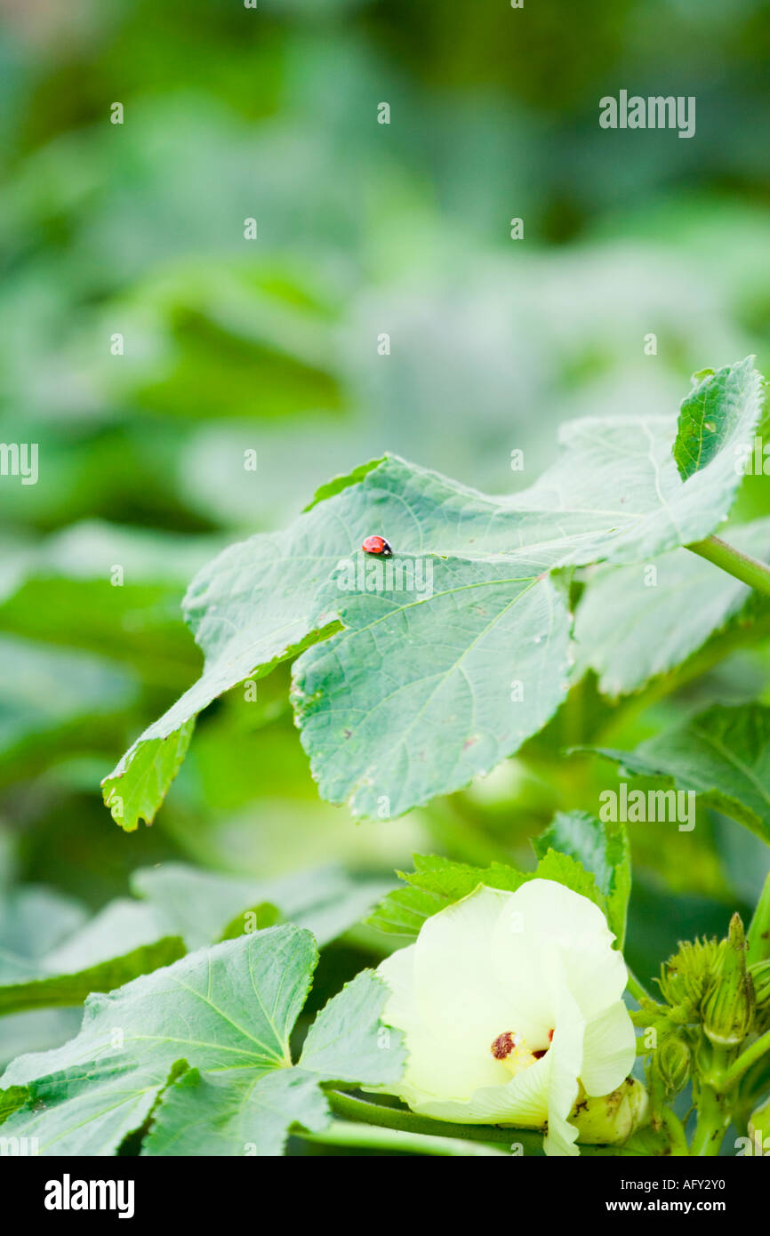 Ladybug on okra leaf Hibiscus esculentus Stock Photo Alamy