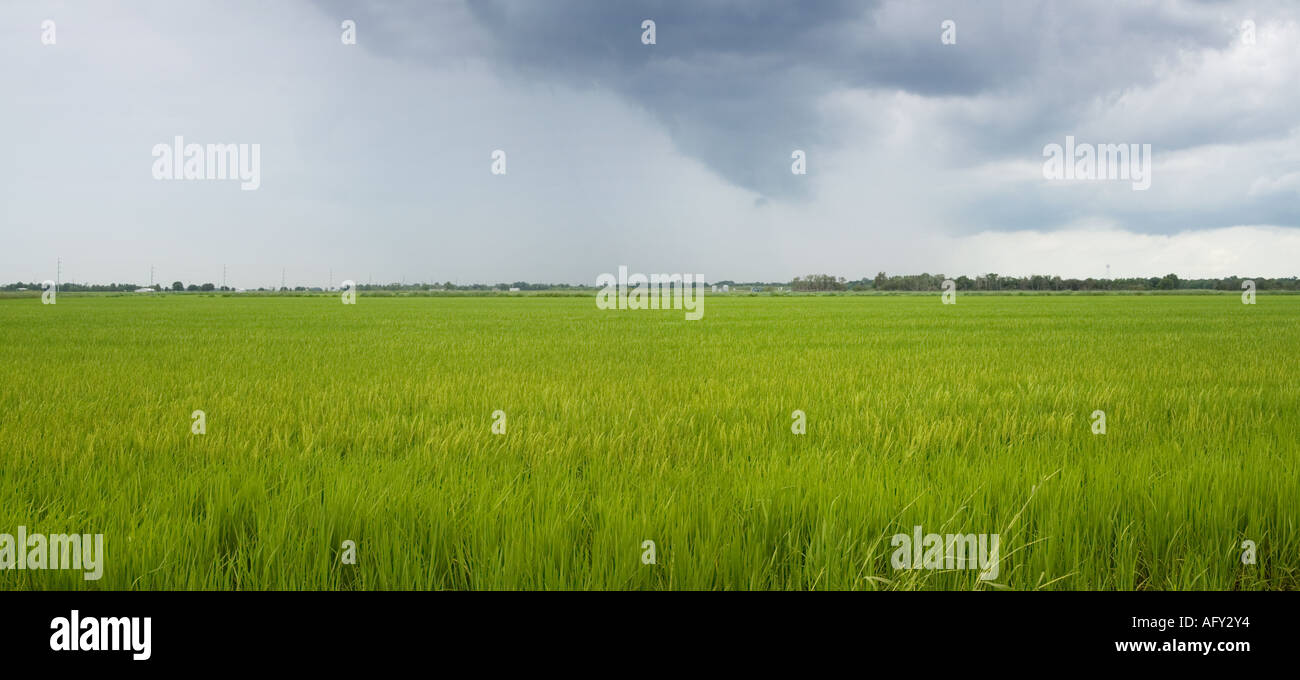 Rice field before storm Stock Photo Alamy